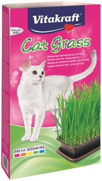Cat-gras pregiata miscela semi