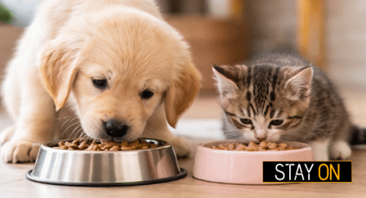 L’alimentazione dei cuccioli: crocchette e cibo umido a confronto